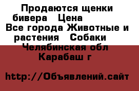 Продаются щенки бивера › Цена ­ 25 000 - Все города Животные и растения » Собаки   . Челябинская обл.,Карабаш г.
